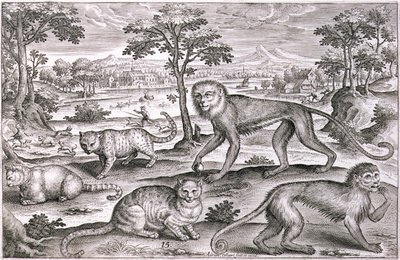 Three Cats and Two Monkeys by Adriaen Collaert