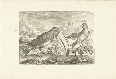 Two Exotic Birds in a Landscape (Birds) by Adriaen Collaert