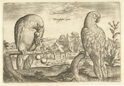 Two Parrots in a Landscape (Living Birds series) by Adriaen Collaert