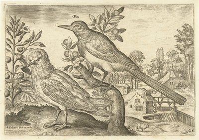 Two Birds in a Landscape (Birds) (Avivm Vivae) by Adriaen Collaert