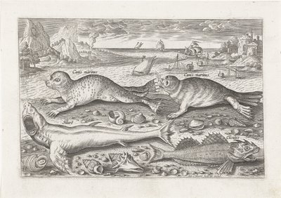 Two Seals and Two Fish on the Beach by Adriaen Collaert