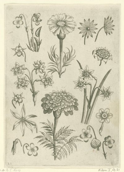Various Flowers, Violets, and Daffodils Florilegium (series title) by Adriaen Collaert
