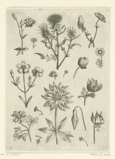 Various Flowers, Including Columbine and Cyclamen by Adriaen Collaert