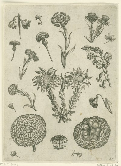 Various Flowers, Including Chrysanthemum and Thistle by Adriaen Collaert