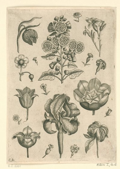 Various Flowers Including Iris and Violet (Florilegium) by Adriaen Collaert