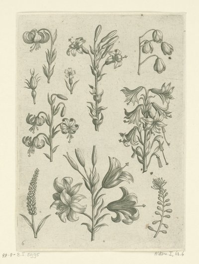 Four Large Lilies and Some Smaller Flowers by Adriaen Collaert