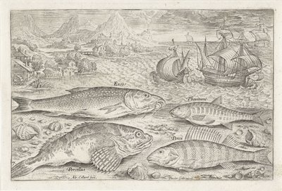 Four Fish on the Beach (Fish series) by Adriaen Collaert
