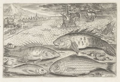 Four Fish on the Beach (Fish) (Piscivm vivae icones) by Adriaen Collaert