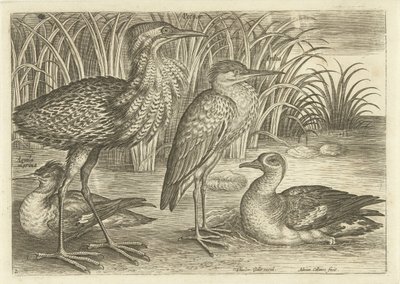 Four Wading Birds Along a Shore by Adriaen Collaert