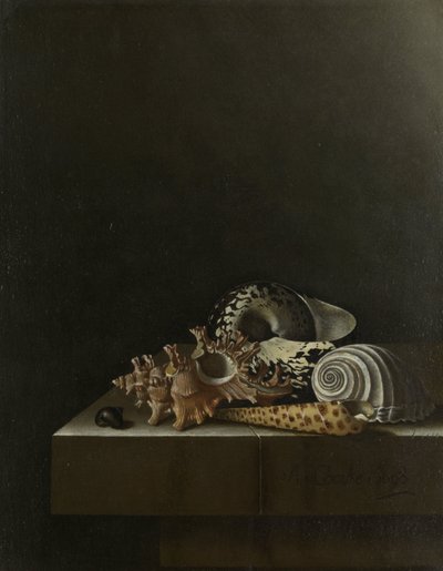 Shells on a Stone Plinth by Adrian Coorte