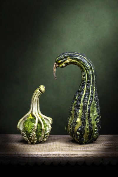 Curious Gourds Display by Adriana Vitale