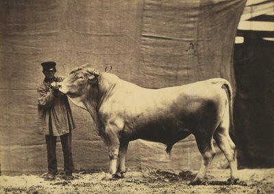 Bull from Glane, Canton of Fribourg, 1856 by Adrien Alban Tournachon
