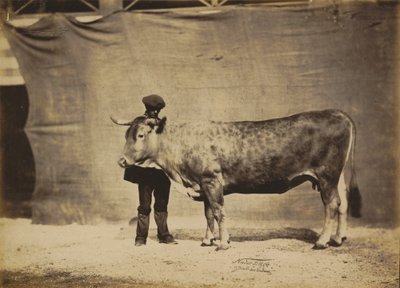 Garonnaise Cow, aged 5 to 6 years, 1856 by Adrien Alban Tournachon