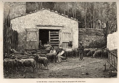 The sheep trade, all the staff of the farm were employed in this task, boy, servant, under the supervision of the shepherd, engraving after a drawing by A. Marie, illustrating a journey to Roquefort and its surroundings, by Adrien Roques and Jules Charton by Adrien Emmanuel Marie