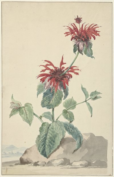 A Red Bergamot in a Landscape by Aert Schouman (circle of)