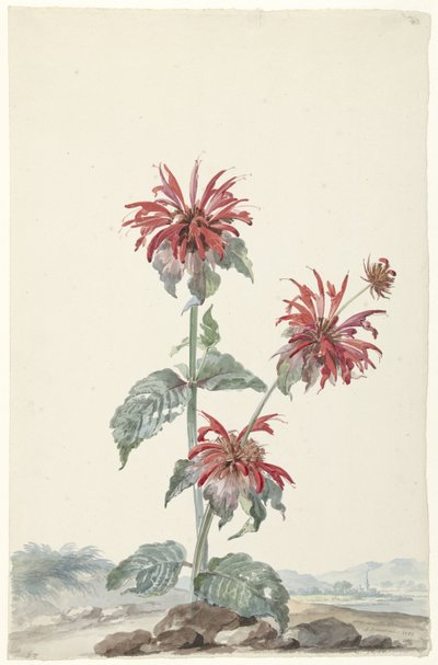A Red Bergamot in a Landscape by Aert Schouman (signed by artist)