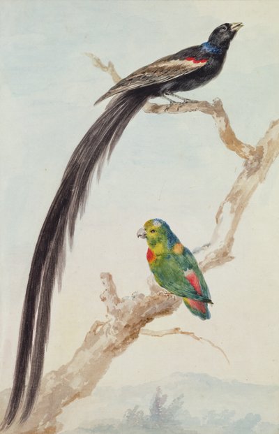 A Long-tailed Widowbird and a Blue-crowned Hanging Parrot, 1783 by Aert Schouman