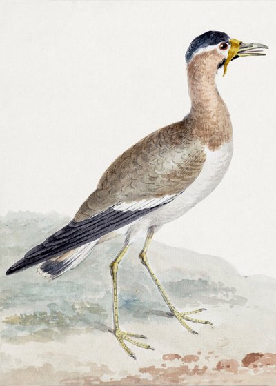 A Yellow Wattled Lapwing by Aert Schouman