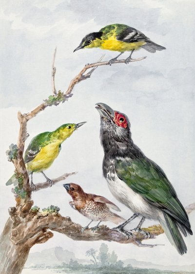 Four Different Birds On a Branch by Aert Schouman