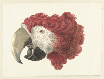 Head of a Macaw (Head of a Parrot) by Aert Schouman