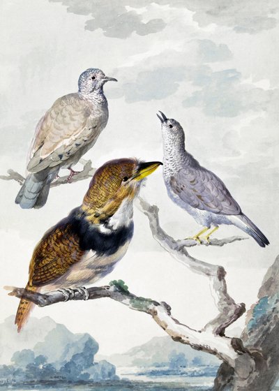 Three Birds, Two Inca Pigeons and a Collared Bearded Cuckoo by Aert Schouman