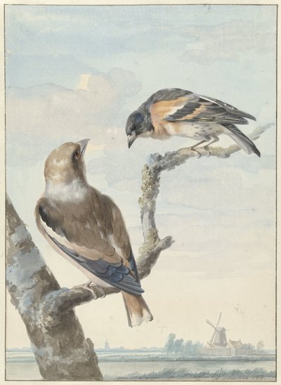 Two Birds: A Hawfinch (Coccothraustes coccothraustes) and a Brambling (Fringilla montifringilla) by Aert Schouman