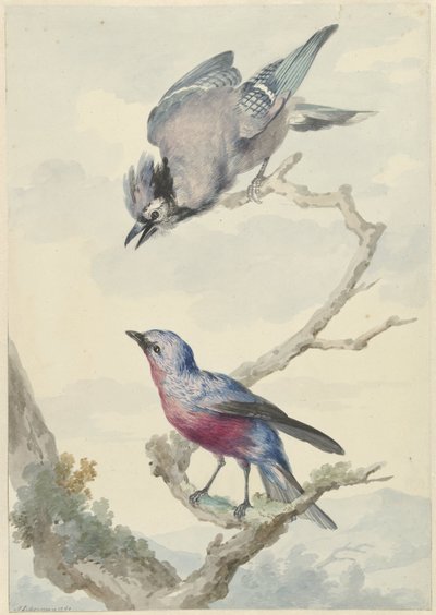 Two Birds: A Blue Jay and a Purple-breasted Cotinga by Aert Schouman