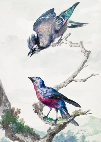 Two Birds a Blue Jay and a Purple Breasted Cotinga by Aert Schouman