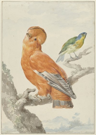 Two Exotic Birds by Aert Schouman