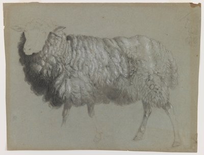 Study of an Ewe, c.1855 by Albert Bierstadt