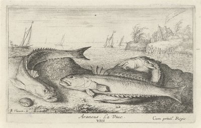 Three Spotted John Dories on the Beach by Albert Flamen