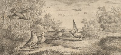 The Jay: Book of Birds by Albert Flamen