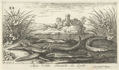 Mudskippers on a Riverbank (Fish and Other Sea Creatures - Freshwater Second Series) by Albert Flamen