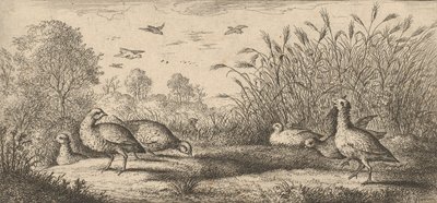 The Red-Legged Partridge: Book of Birds by Albert Flamen