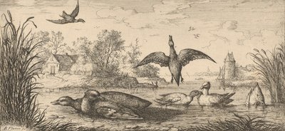 Querquedula, Cercelle The Teal: Livre d