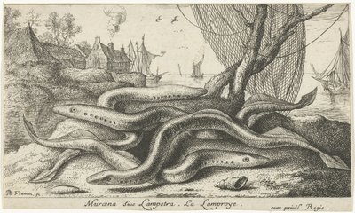River lampreys on a shore (Fish and other sea creatures - freshwater second series) by Albert Flamen