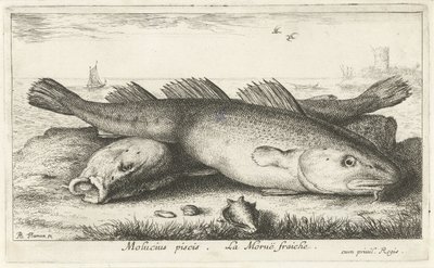 Two Codfish on the Beach (Molucius piscis. Le Moruë fraiche) by Albert Flamen