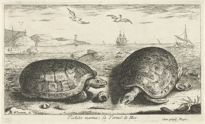 Two Turtles on the Beach by Albert Flamen