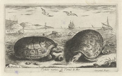Two Turtles on the Beach by Albert Flamen
