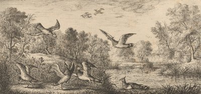 The Lapwing: Book of Birds, 1655-1660 by Albert Flamen