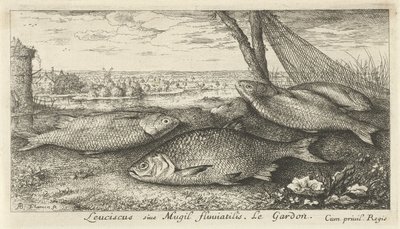 Four Roaches by a Fishing Net (Fish and Other Sea Creatures - Freshwater First Series) by Albert Flamen