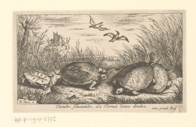 Four freshwater turtles among grass and reeds by Albert Flamen