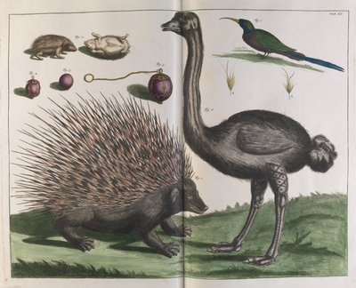 Malacca Hedgehog, Erinaceus malaccensis, and Ostrich, Struthio carmelis by Albertus Seba