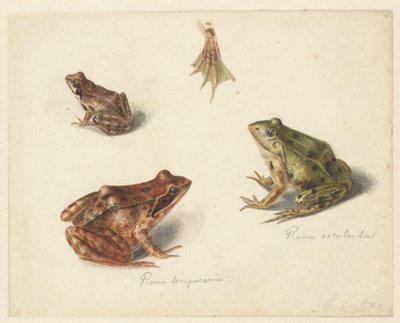 Sheet with Study of a Brown Land Frog on the Right, a Green Water Frog on the Left by Albertus Steenbergen