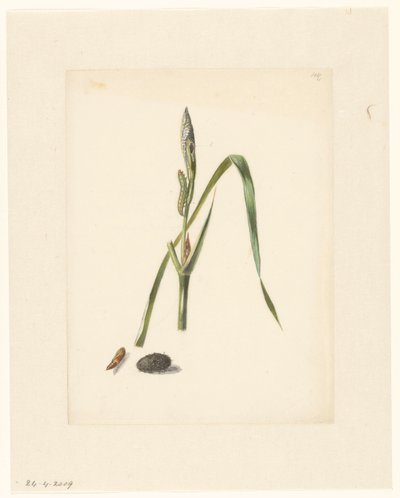 Study of Iris with Caterpillar, Below a Cocoon and Enclosed Caterpillar by Albertus Steenbergen