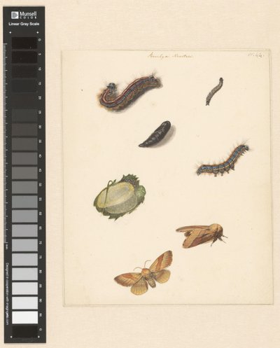 Study Sheet with Various Caterpillars, Moths, an Egg, and a Cocoon of the Bombya Neustria by Albertus Steenbergen