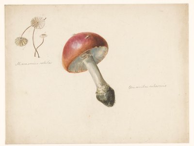 Study Sheet with Mushrooms, the Amanita Rubescens and the Marasmius Rotula by Albertus Steenbergen
