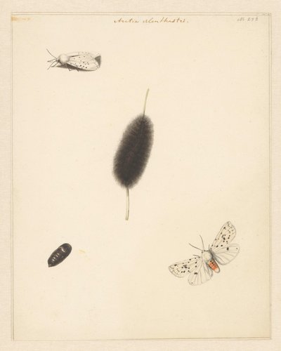 Study Sheet with Caterpillar, Cocoon, and Moth with Spread Wings of the Aretia Menthastri by Albertus Steenbergen