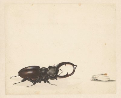 Study Sheet with Stag Beetle and Newly Emerged Moth by Albertus Steenbergen