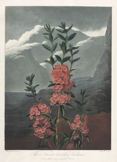 The Temple of Flora, or Garden of Nature: The Narrow-leaved Kalmia by Albrecht Altdorfer